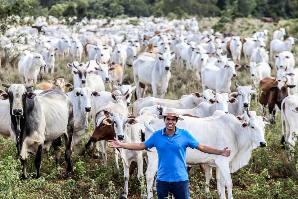 Soja ajuda a recuperar áreas degradadas no TO e impulsiona “boi safrinha” Carlos Henrique Naves Júnior, de Peixe (TO), cria boi safrinha consorciado com a soja na primeira safra. O produtor notou que trocar a pastagem pela palhada melhorou a produtividade do gado. | Rogério Machado/Gazeta do Povo