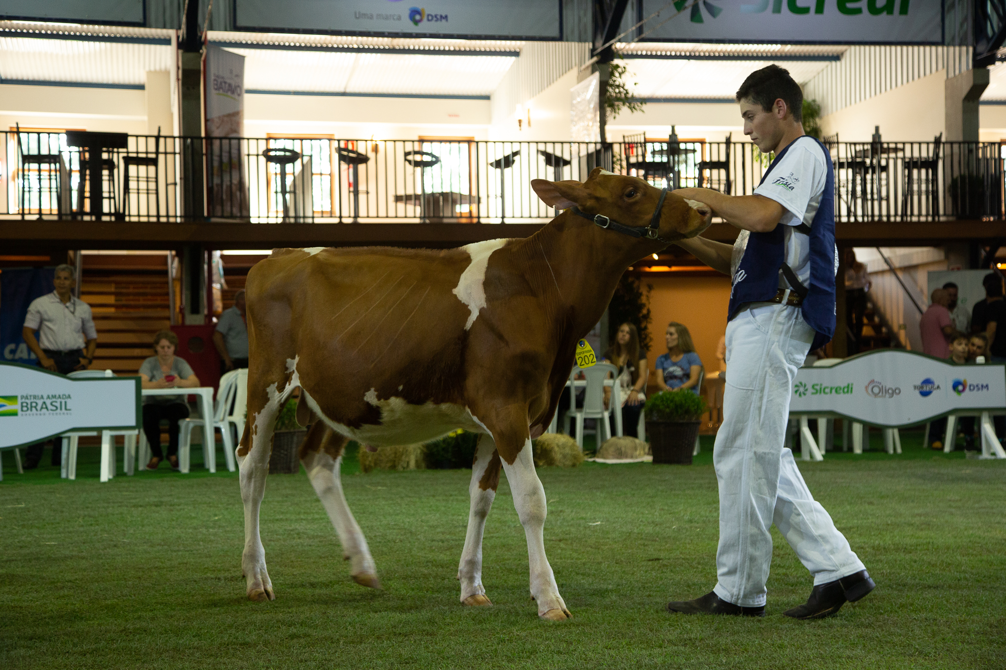 Na primeira disputa entre os animais de alta genética do dia, o boizinho da raça holandesa vermelha e branca RCH Bolsonaro levou o troféu de Grande Campeão, na categoria de jovem bezerro. | Átomus Agência/Divulgação