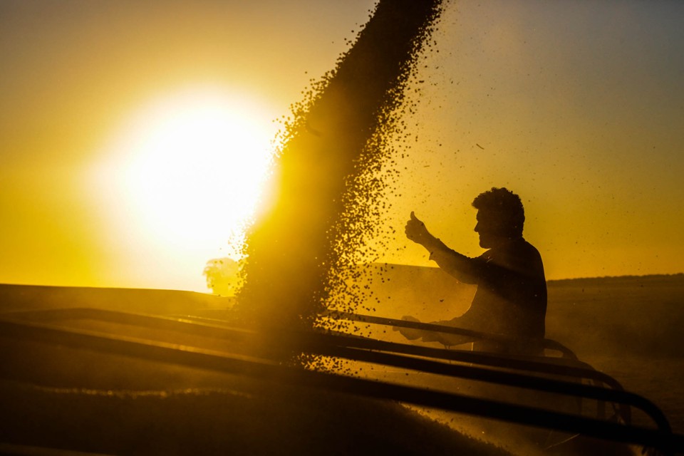 Do desastre à supersafra: a incrível retomada da Argentina Com 15% dos campos ceifados na Argentina, a Bolsa de Cereais de Rosário projeta uma safra de 57 milhões de toneladas para esta temporada, contra 32 milhões no ciclo anterior . | Michel Willian/Gazeta do Povo