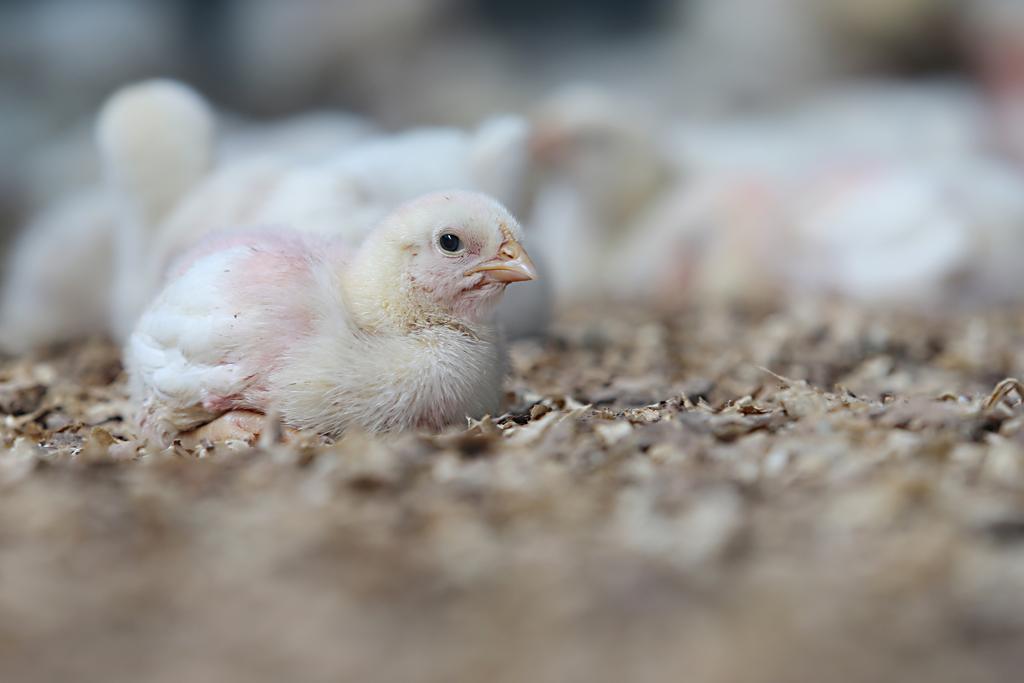  | Albari Rosa/Gazeta do Povo