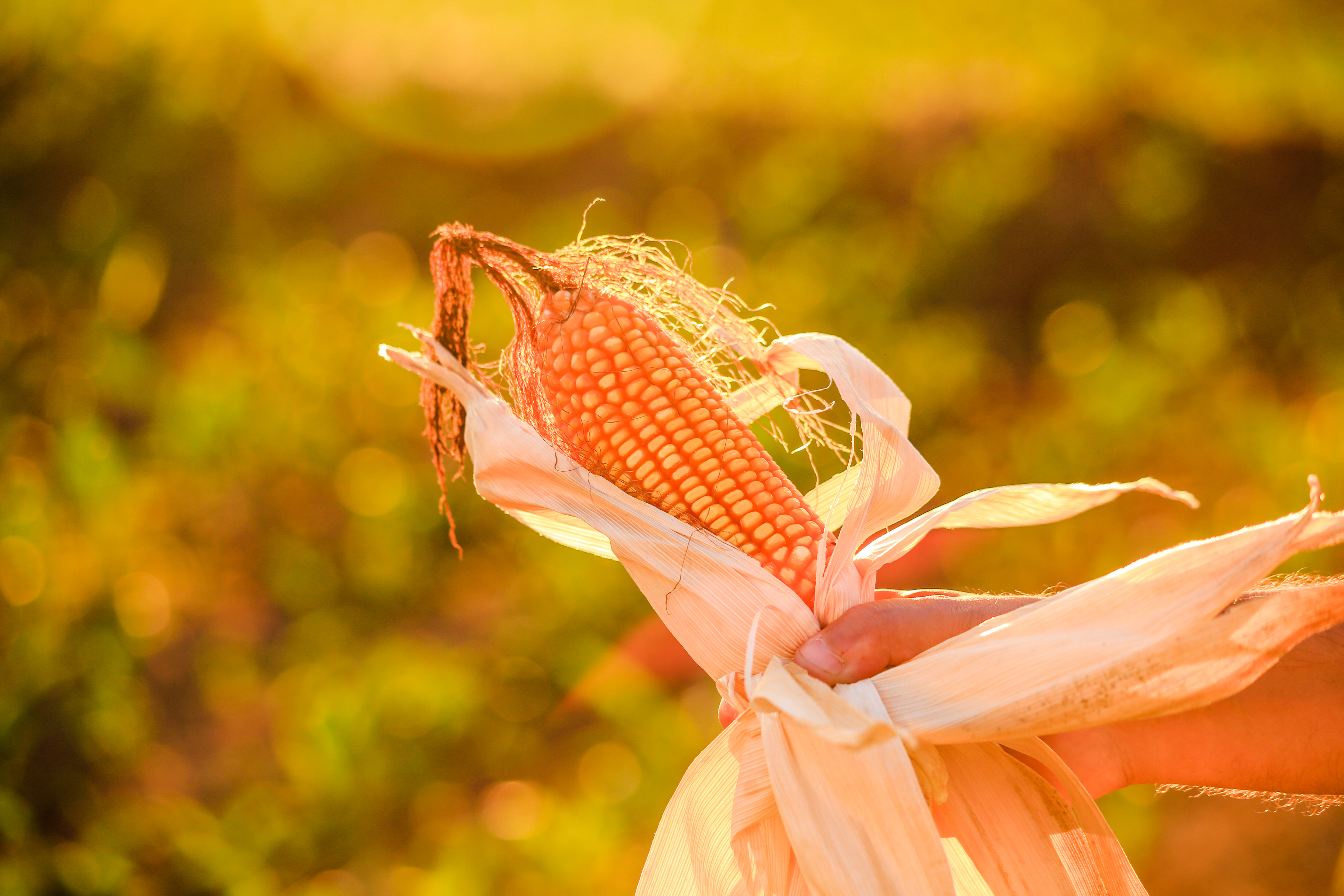 | Michel Willian/Gazeta do Povo