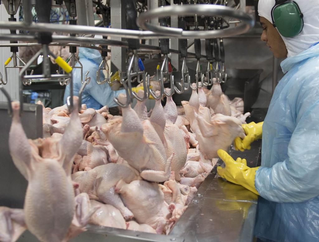 Produção de frango no Paraná. | Henry Milleo/Arquivo / Gazeta do Povo