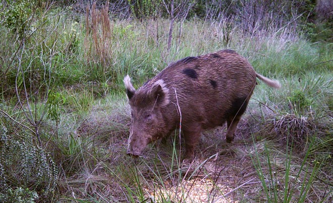 Javali (Sus scrofa) flagrado por pesquisadores da UFPR no Parque Estadual de Vila Velha (PR). No Brasil, os javalis não possuem predadores naturais suficientes para fazerem o seu controle populacional. | UFPR/Divulgação