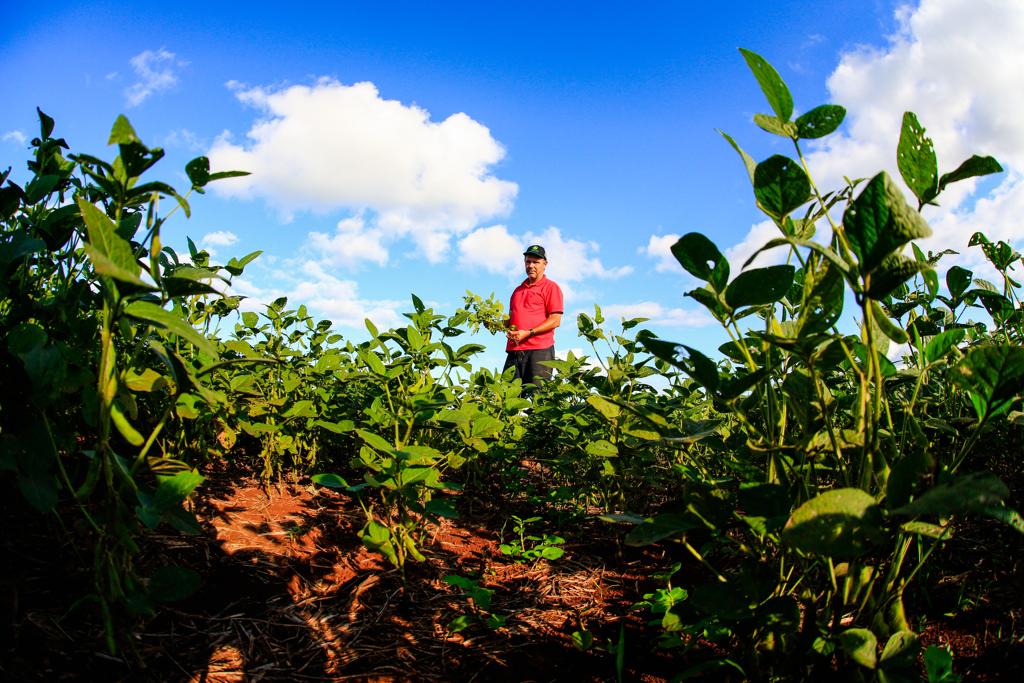 O produtor paranaense Adir Lui não se deixa seduzir pela tentação de plantar soja na segunda safra. “Sou contra quem planta comercialmente. Além de tudo, porque o custo de fungicida, inseticida, herbicida está muito alto”, diz. | Michel Willian/Gazeta do Povo