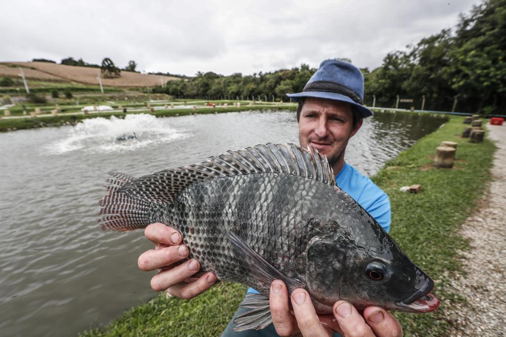 Jorge Luís Osligi mostra uma das carpas que mantém nos tanques do pesque pague. O aerador, ao fundo, ajuda a manter as condições ideal para a manutenção dos peixes. | Jonathan Campos/Gazeta do Povo