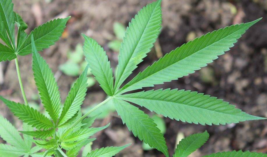 O direito do Estado de combater as drogas O direito do Estado de combater as drogas