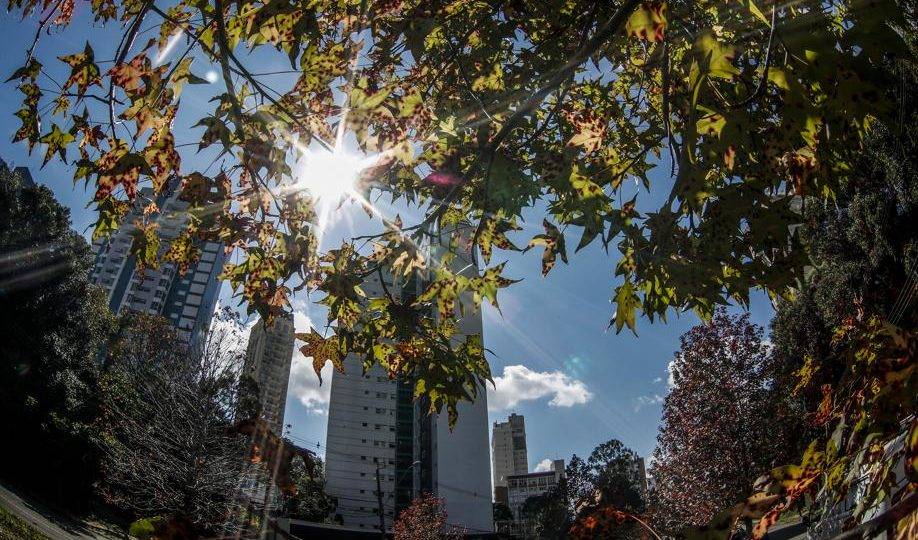 Sol contra folha de árvore