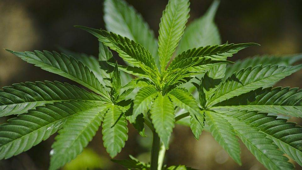 Remédio à base de maconha tem registro negado por contrariar bons costumes semente-maconha-cannabis-sativa