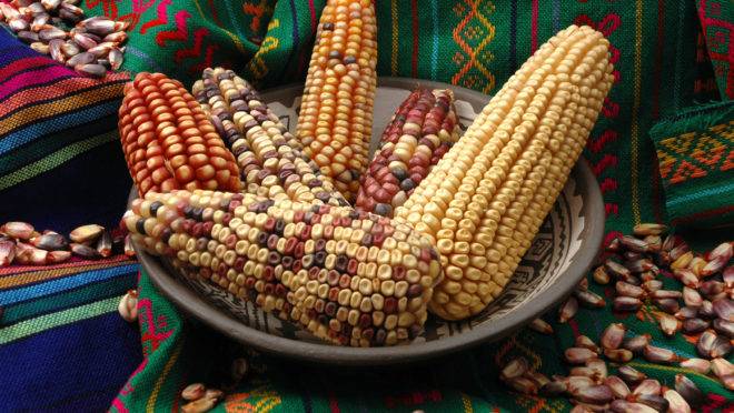 Milho conico, variedade típica cultivada por indígenas no México. Crédito: Cimmyt
