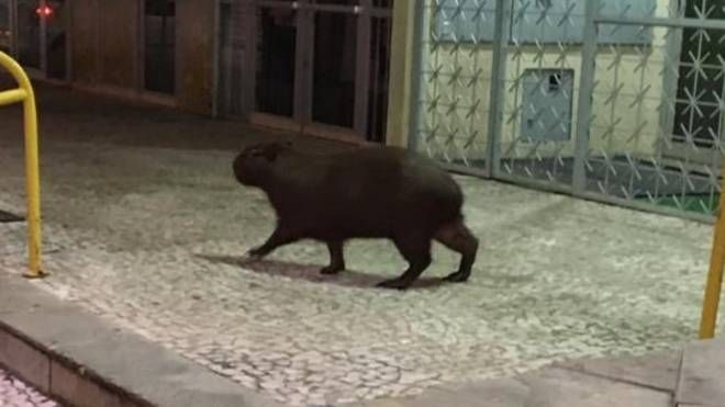 Moradores do Água Verde se mobilizaram para a capivara não se machucar