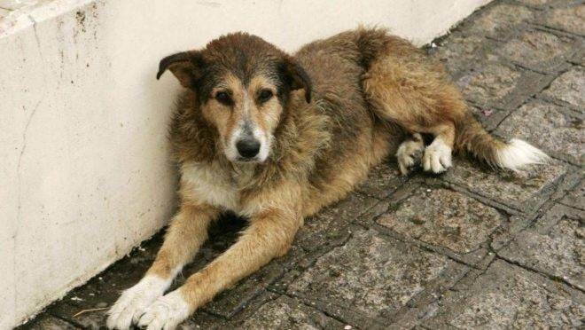 Cachorro nas ruas de Curitiba