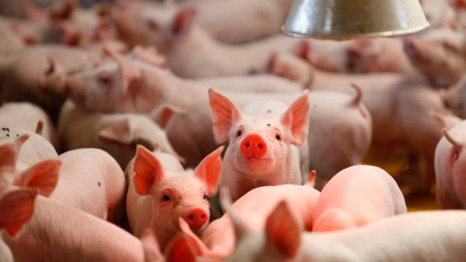 A promessa de ganhos para os suinocultores americanos parece improvável agora, diante da sobretaxação chinesa para o setor. A mais recente escalada de tarifas significa que a carne suína americana não será economicamente competitiva na China.