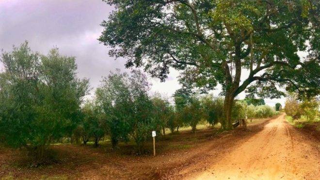 Caminho das Oliveiras, em Ventania