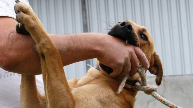 Vereadora Fabiane Rosa quer acabar com cachorros presos por correntes ou cordas por longos períodos em Curitiba.