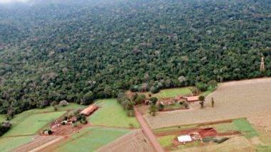 Com apoio de Bolsonaro, abertura de estrada no Parque Nacional do Iguaçu ganha força Imagem de 2013 mostra como a vegetação já havia tomado a Estrada do Colono