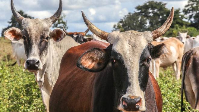 O segmento bovino, com alta de 3% em relação ao ano passado, deve ajudar a puxar para cima o PIB do agro brasileiro.