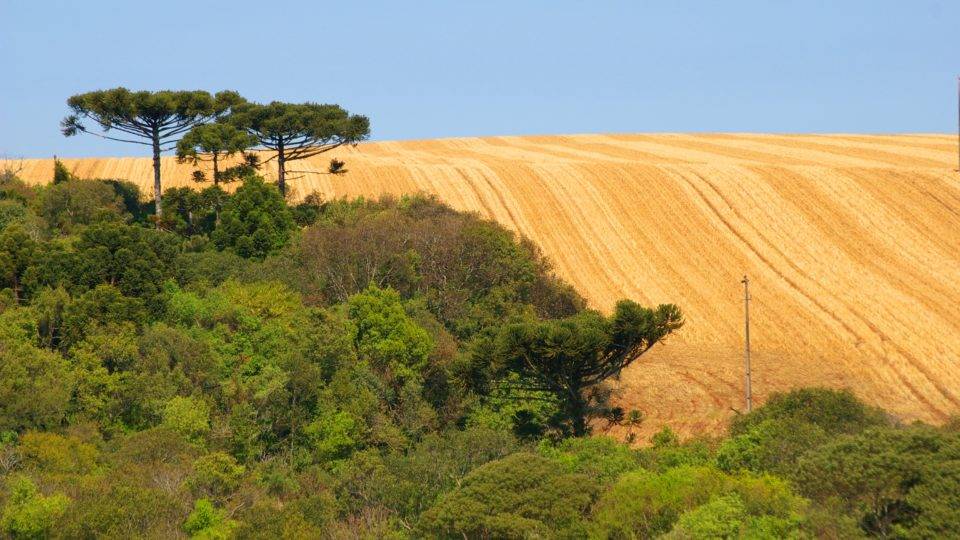 Mudanças no Código Florestal