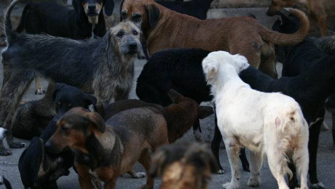 Cães na antiga sede da Sociedade Protetora dos Animais de Curitiba