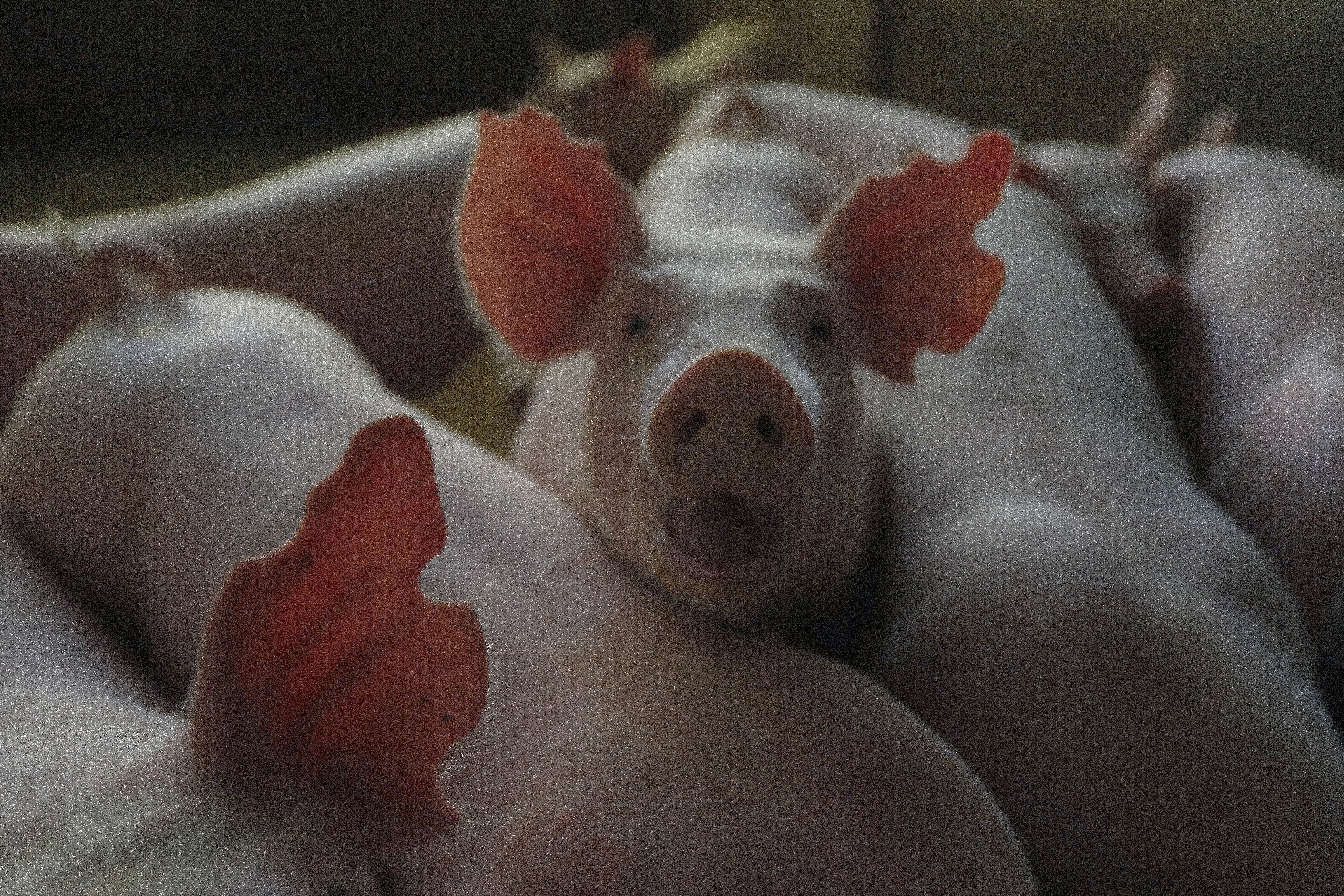 China tem o maior rebanho de suínos do mundo. | Jonathan Campos/Gazeta do Povo