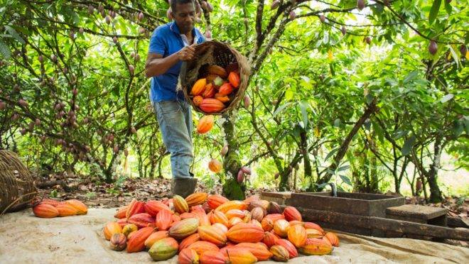 Na propriedade de Robenildo Cordeiro da Silva, que cultiva 18 hectares de cacau em Piraí do Norte (BA), as boas práticas agrícolas e o cuidado com o meio ambiente têm mostrado resultado. Ele produz hoje 100 arrobas de cacau por ha, enquanto que na época do avô colhia-se 50 arrobas/ha.