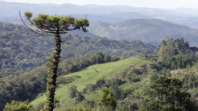 Parque Nacional dos Campos Gerais, em Ponta Grossa.