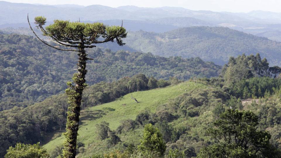O meio ambiente e a subserviência crônica dos governantes Parque Nacional dos Campos Gerais, em Ponta Grossa.