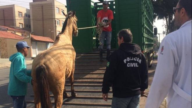 O cavalo foi levado para o Centro de Referência para Animais em Situação de Risco (Crar), da prefeitura de Curitiba.