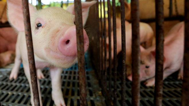 A suinocultura lidera o fornecimento da matéria-prima no agronegócio para o posterior abastecimento de centrais elétricas no país.