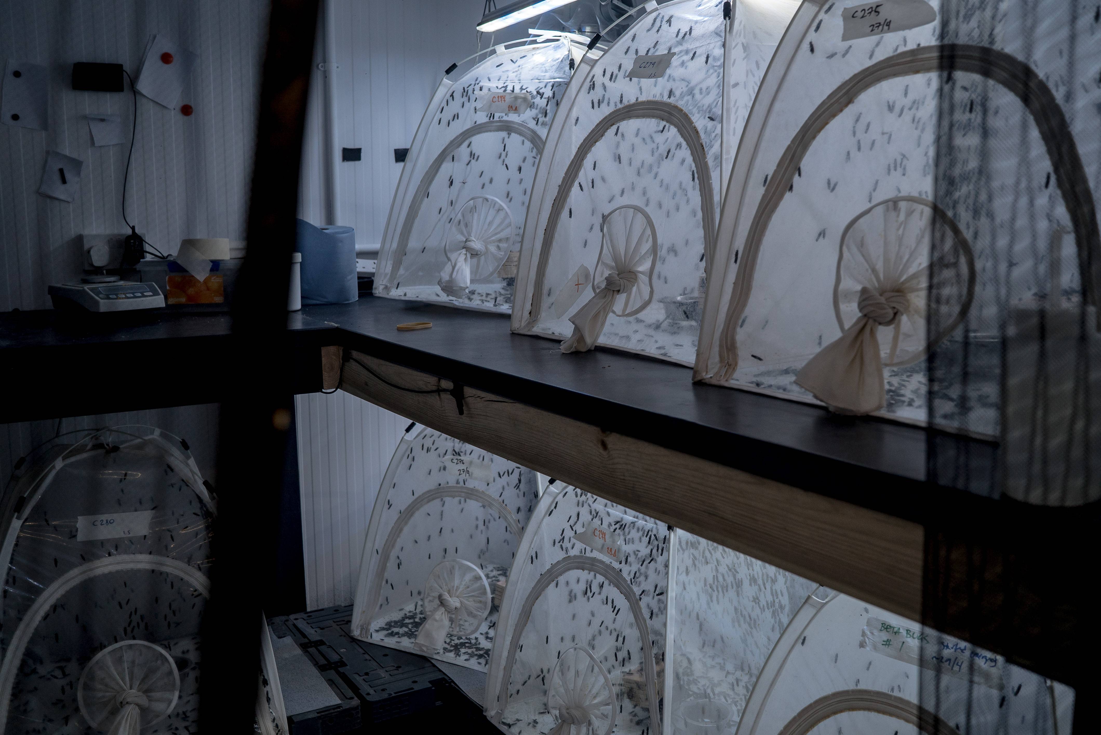 Moscas usadas pela startup britânica Entocycle