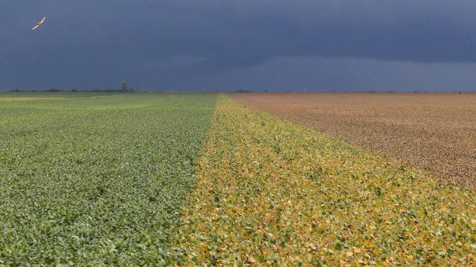 Área de soja na região Oeste da Bahia