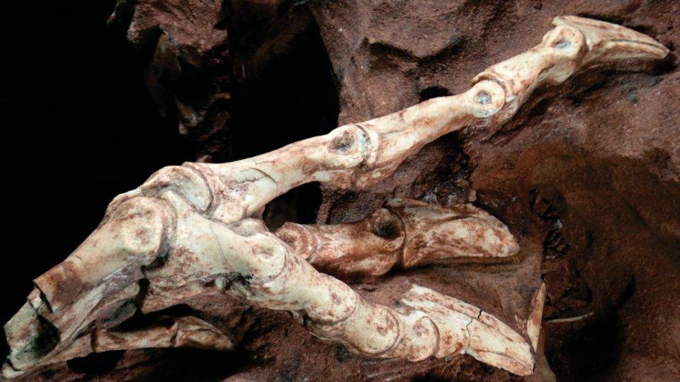 Fóssil de dinossauro