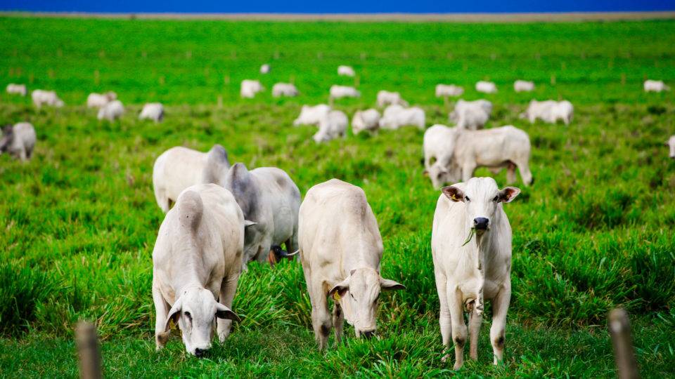 Líder na exportação de carne adere a sustentabilidade, mas refuta “Moratória do Cerrado” Gado nelore em fazenda de Campo Novo do Parecis, Mato Grosso do Sul, em janeiro de 2019.