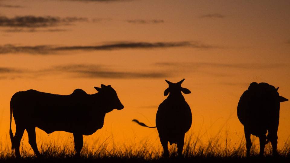 Silhuetas de gado no pôr-do-sol