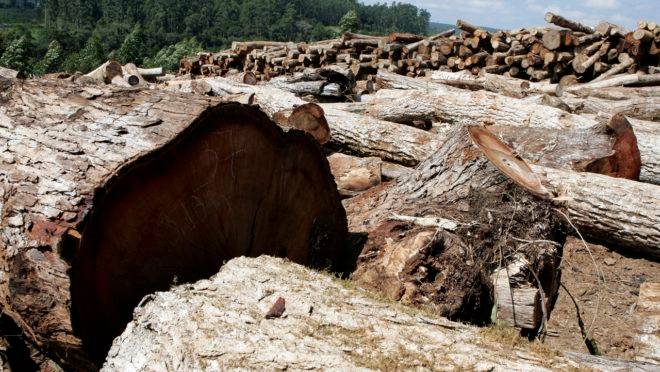 Brasil terá de cumprir exigências ambientais determinadas no acordo entre União Europeia e Mercosul