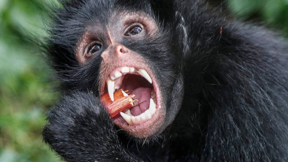 macaco zoologico curitiba