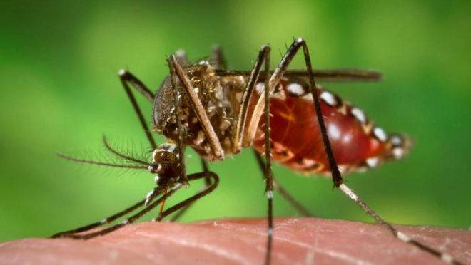 Aedes aegypti