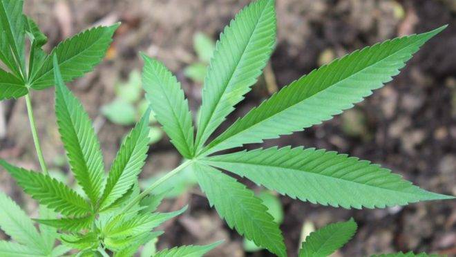 Ministério da Saúde: maconha, canabidiol e THC