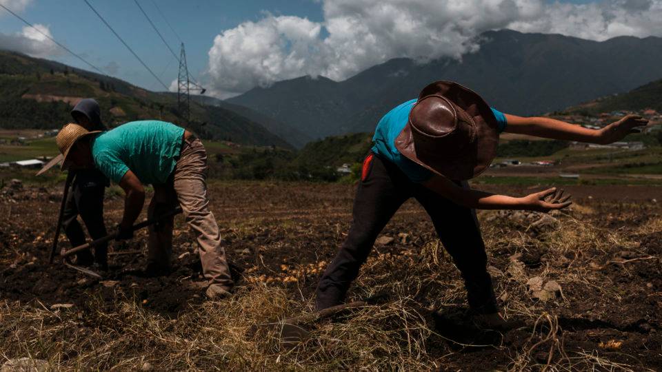 Trabalhadores agrícolas no município de Pueblo Llano, na Venezuela
