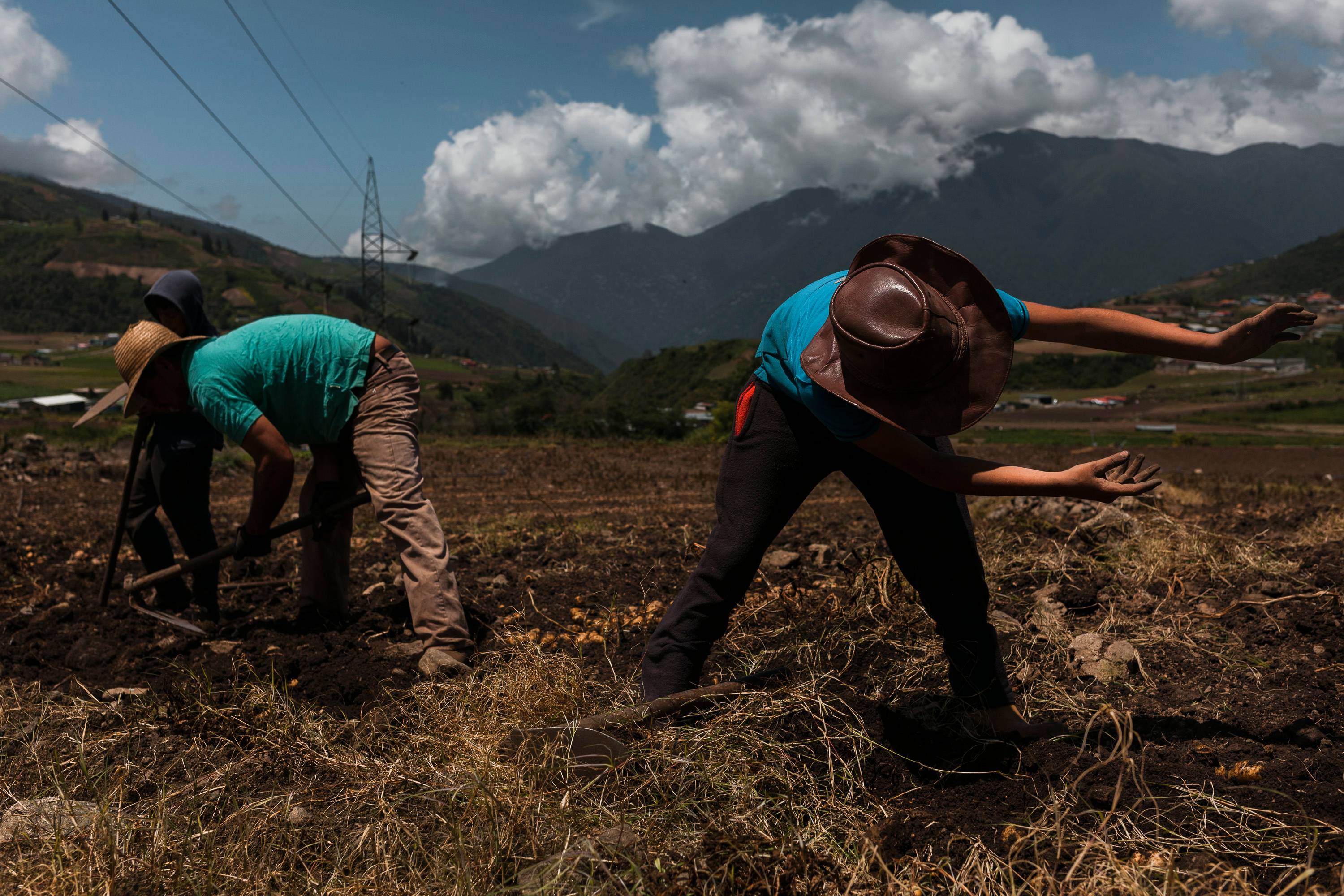 Trabalhadores agrícolas no município de Pueblo Llano, na Venezuela