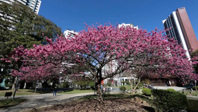 Cerejeiras floridas na Praça do Japão