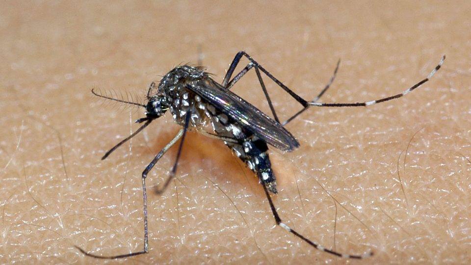 Mosquito da dengue