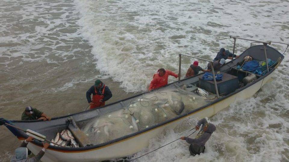 Pescadores de Matinhos pegam 4 toneladas de peixe em uma tarde Pescadores de Matinhos pegam 4 toneladas de peixe em uma tarde