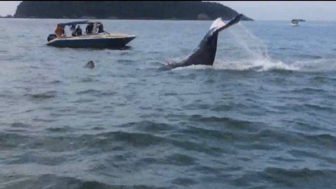 Baleia vista na Ilha do Mel. Imagem: reprodução vídeo.