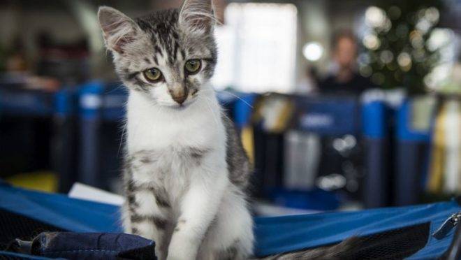 Foto: Gazeta do Povo