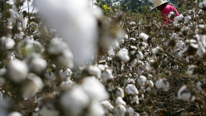 Algodão sendo colhido na região de Londrina (PR): fibra deve ser um dos produtos brasileiros com maior taxa de crescimento nas exportações na próxima década.