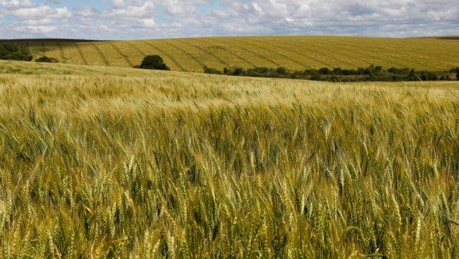 Trigo plantado na região de Guarapuava, Centro-Sul do Paraná.