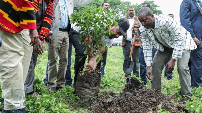 Pessoas plantaram mais de 353 milhões de árvores na Etiópia em um dia, segundo autoridades do país
