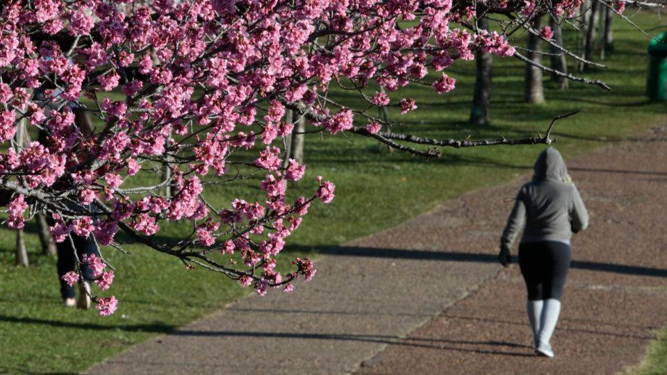 Paraná tem frio nessa madrugada, mas sem neve ou chuva congelada Imagem mostra uma mulher caminhando em uma pista de caminhada no Jardim Botânico em Curitiba. Em destaque, uma árvore cerejeira muito florida.