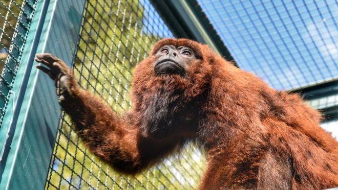 macaco são josé dos pinhais