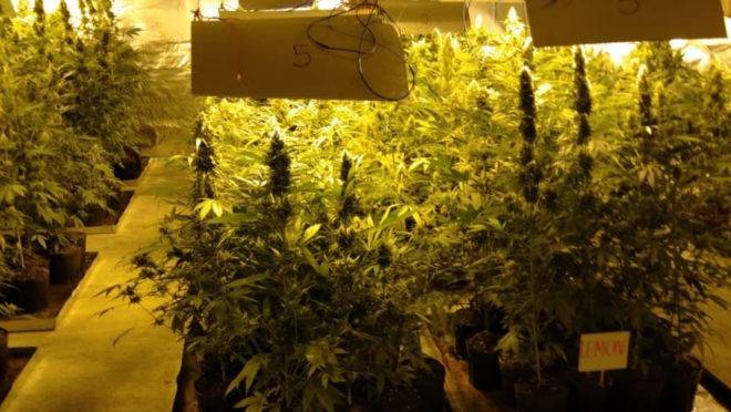 Pés de maconha na chácara em Tijucas do Sul tinham iluminação especial e música ambiente.